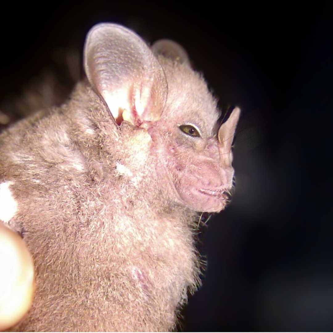 Ametrida centurio