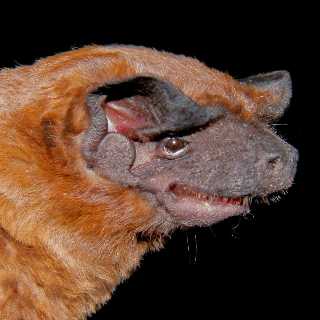 Cynomops abrasus