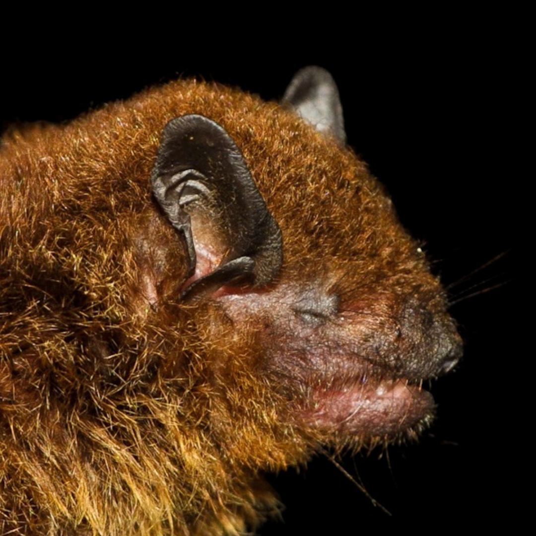Eptesicus diminutus