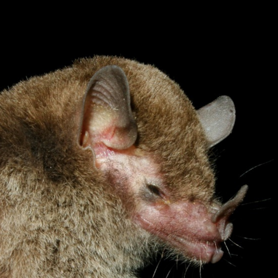 Lionycteris spurrelli