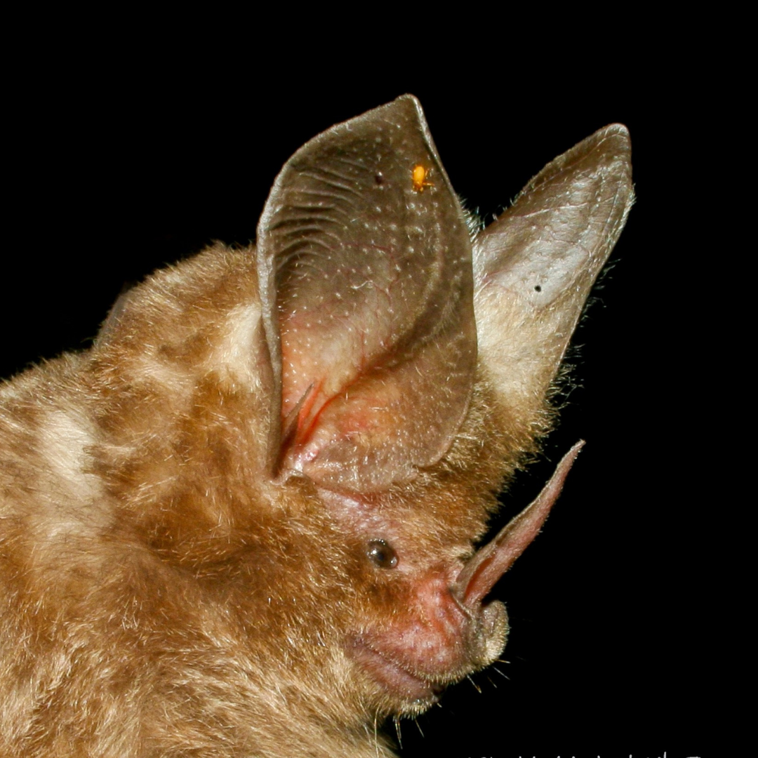 Mimon bennettii