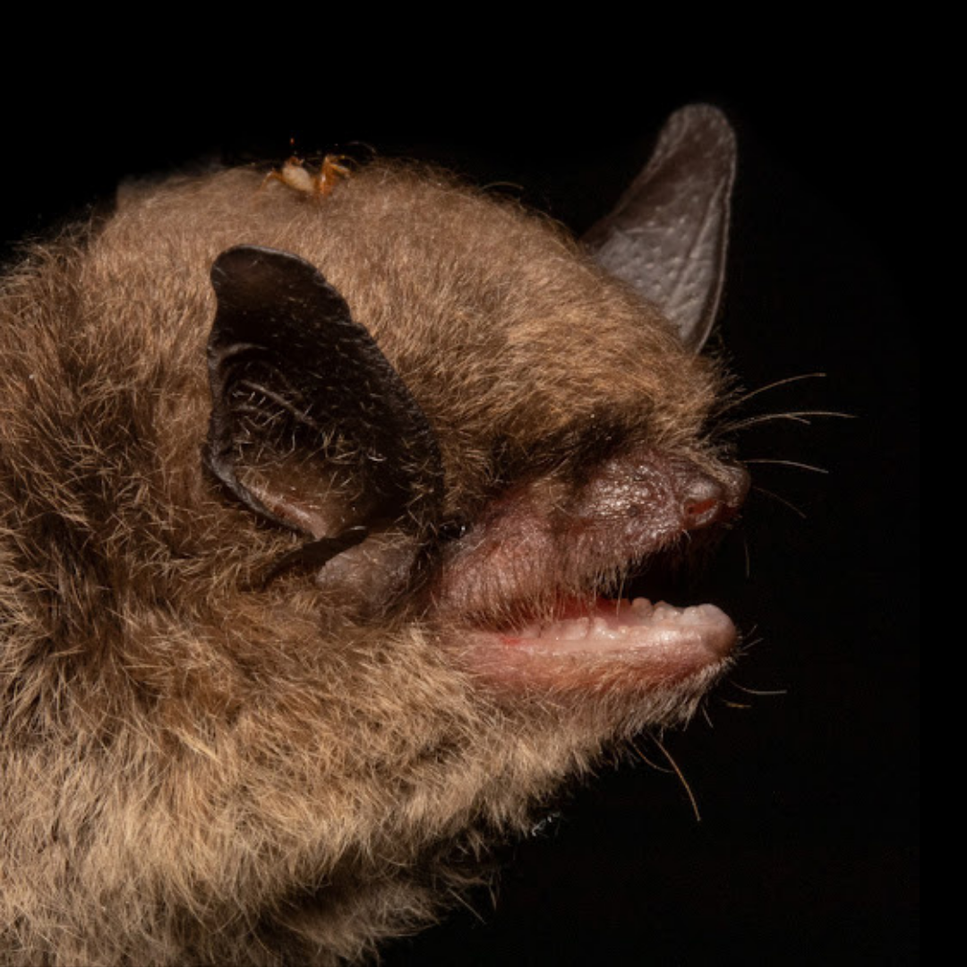 Myotis lavali